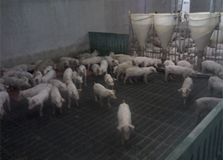 Inside of the piggery