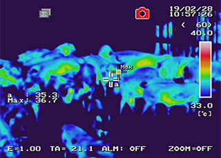 Thermographic image