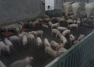 Inside of the piggery