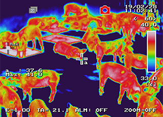 Thermographic image