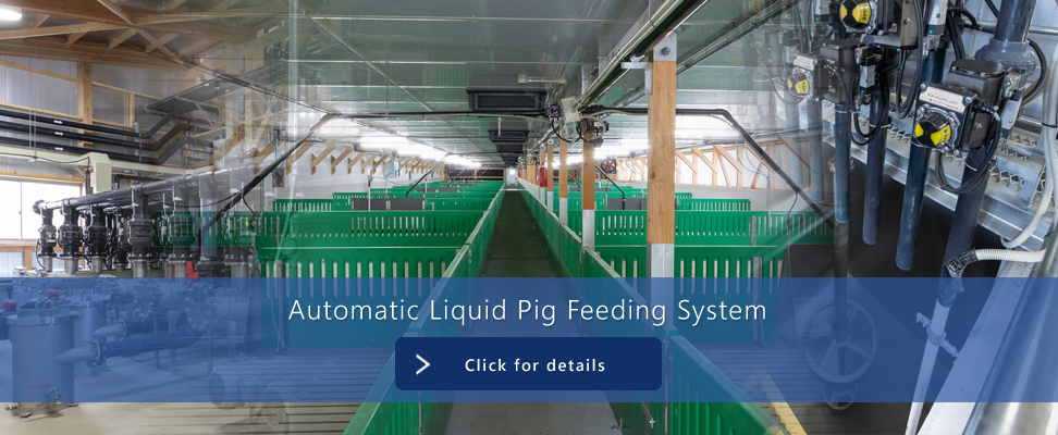 Automatic Liquid Pig Feeding System